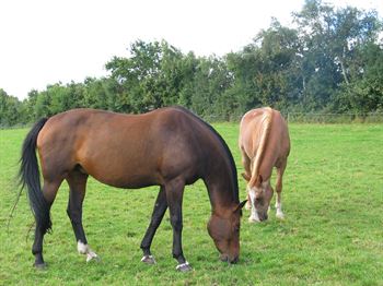 Frøblanding Nr. 60 Heste u/kløver, 10 kg
